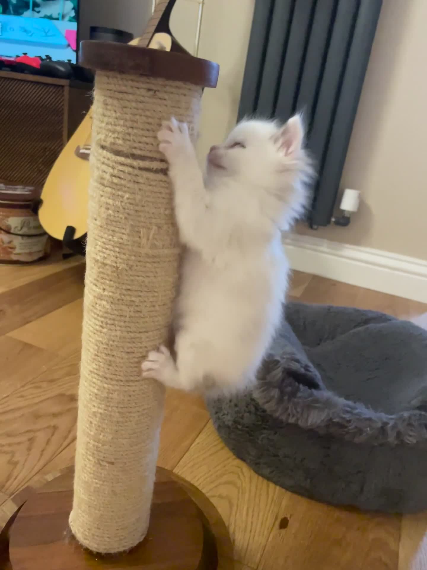 Ragdoll cats for sale: 6 Adorable Ragdoll kittens  - Video 1