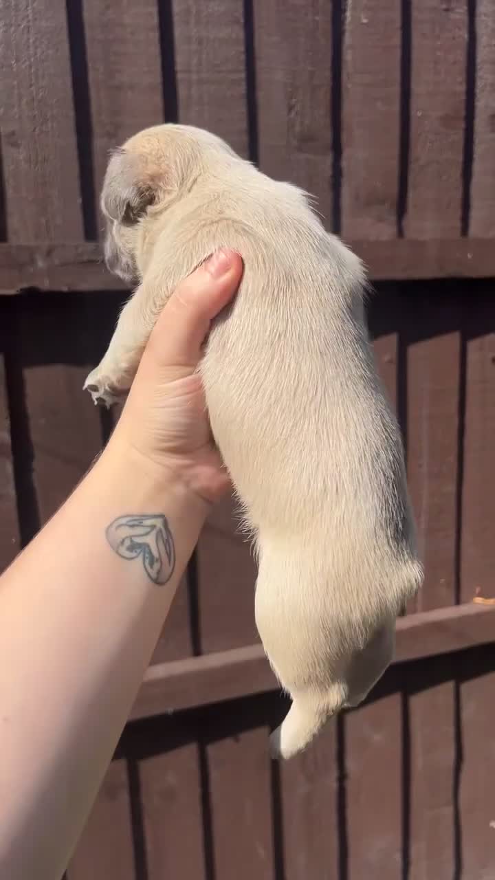French Bulldog dogs for sale: 3 French bulldog females - Video 1