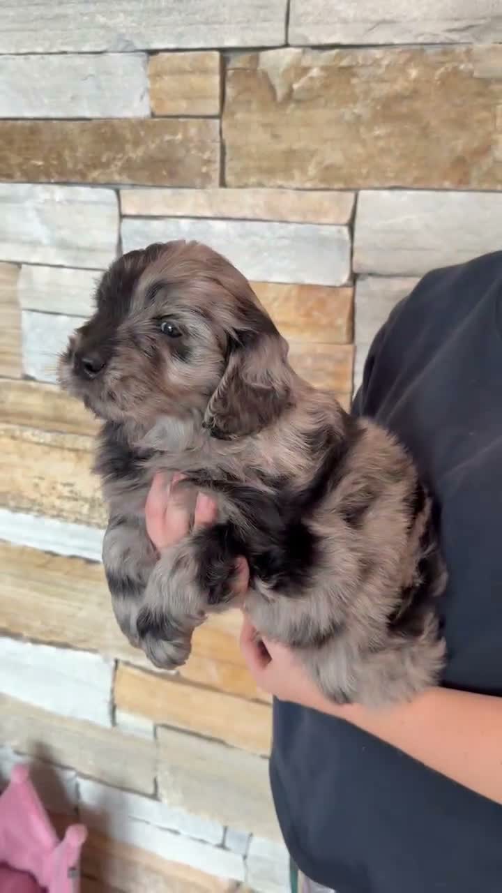 Mini Goldendoodle dogs for sale: 😍 Rare F1 Miniature Goldendoodles! 😍 - Video 1