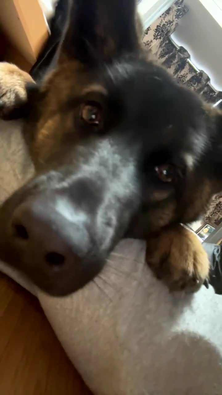 Mixed Breed dogs for sale: Nayas - Video 2