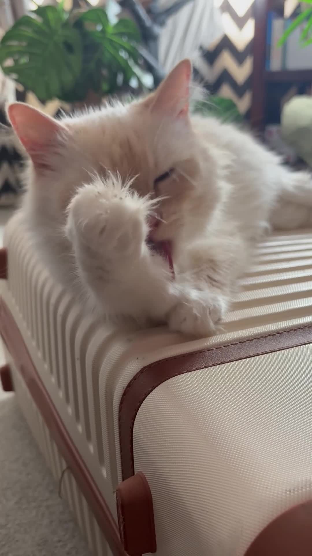 Mixed Breed cats for sale: Beautiful Fluffy Ginger Kittens - Video 1