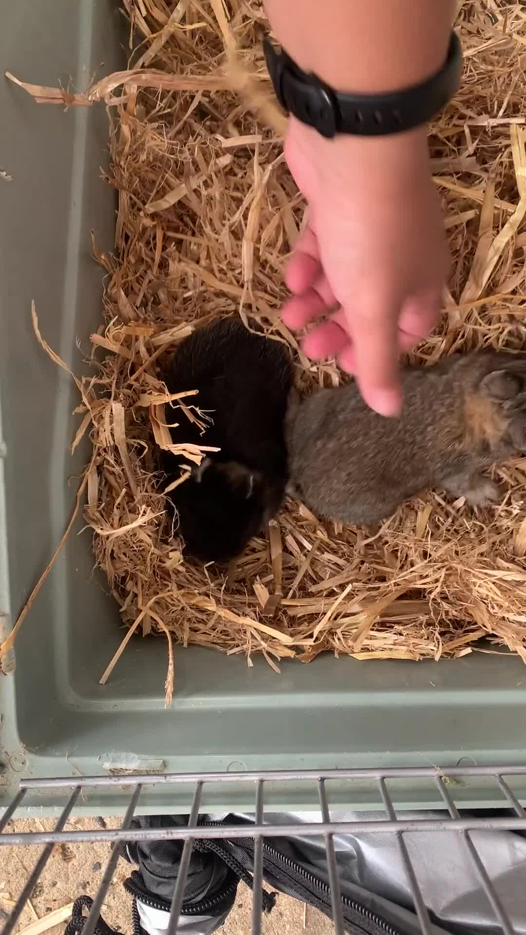 Netherland Dwarf rabbits for sale: Gorgeous Netherland Dwarf Rabbits 6 left 🐰 - Video 4