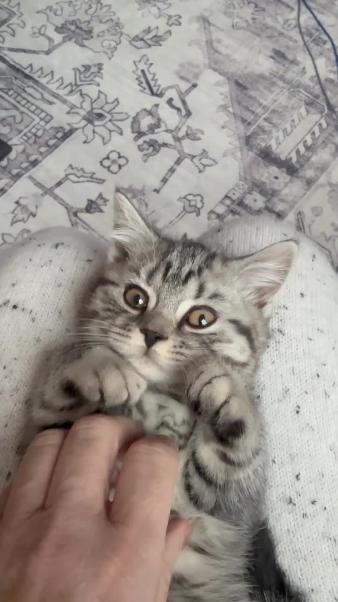 Brazilian Shorthair cats for sale: British shorthair  - Video 1