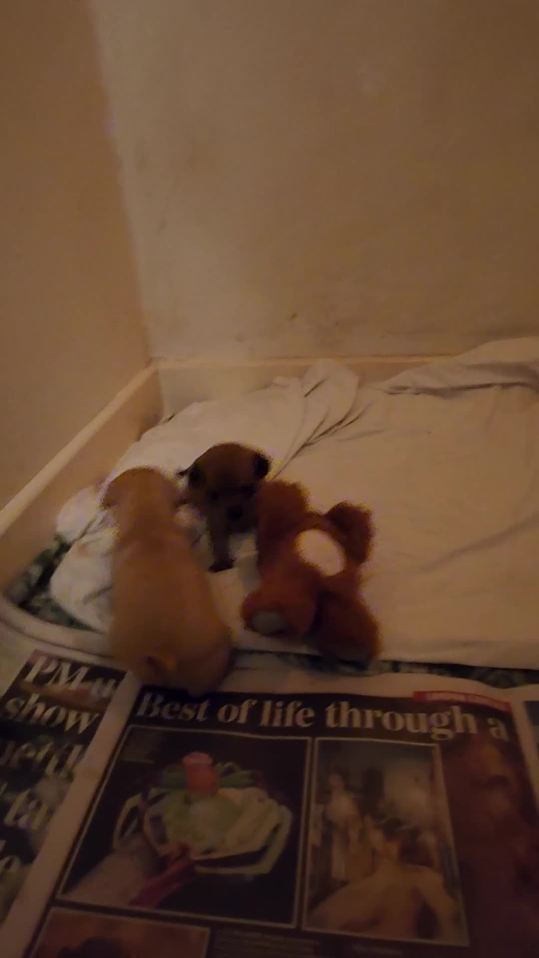 Mixed Breed dogs for sale: Beautiful jackchi puppies  - Video 3