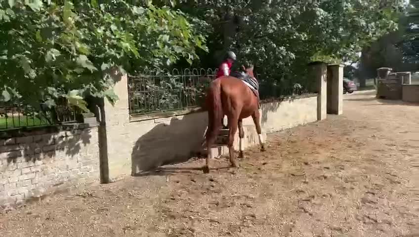 English Thoroughbred horses for sale: Five winds bunny b  - Video 1
