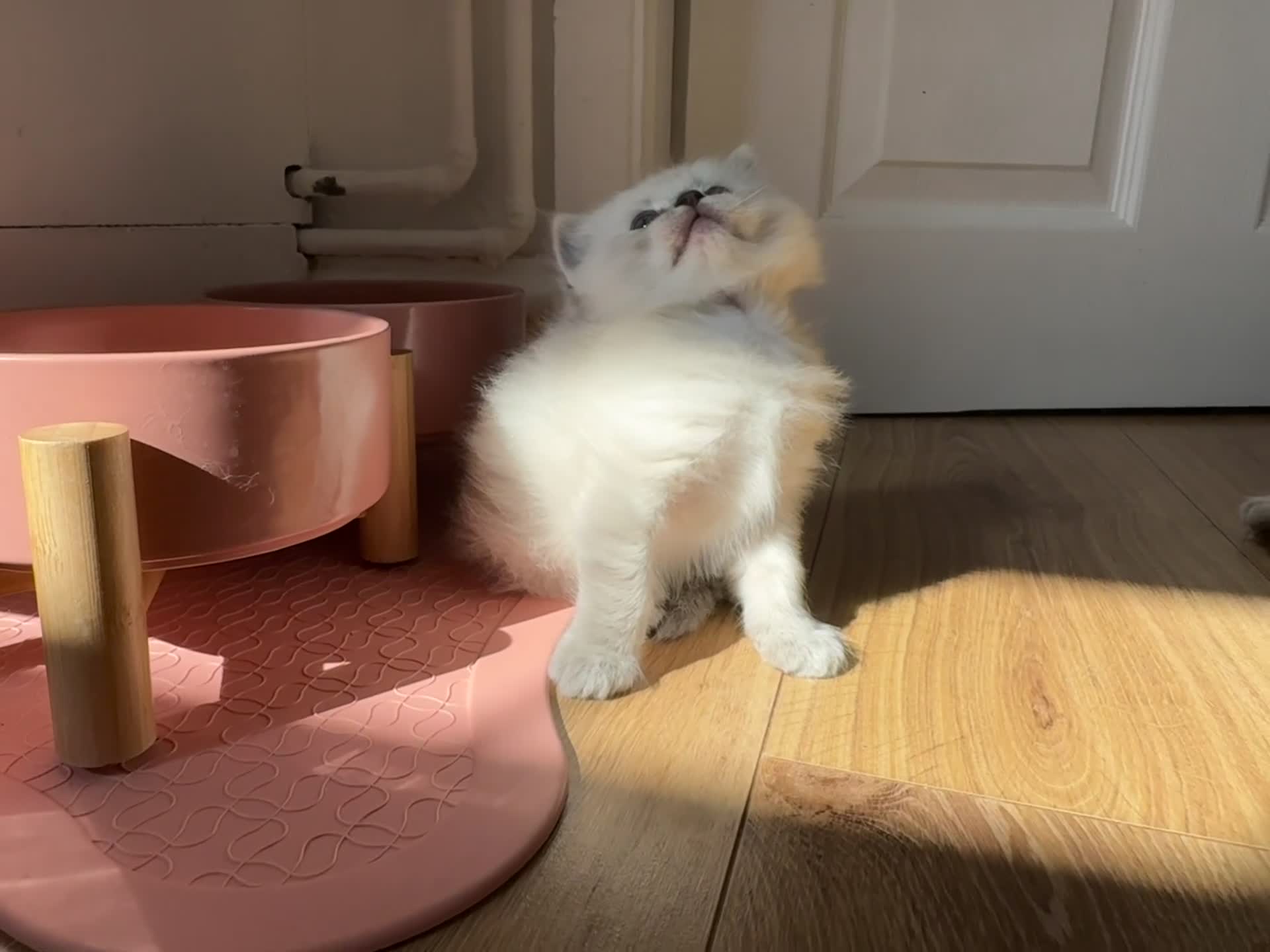 Ragdoll cats for sale: Champion blood dilute blue tabby ragdoll kitten - Video 3
