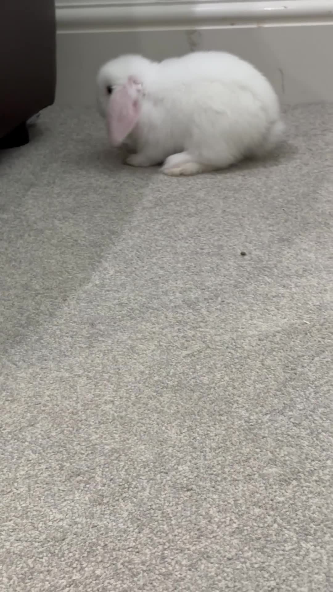 Mini Lop rabbits for sale: Beautiful baby mini lops - Video 2