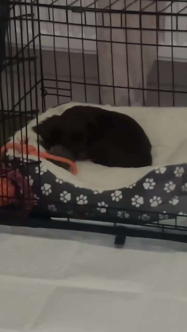 Cocker Spaniel dogs for sale: Last girl out of litter of 7  - Video 1