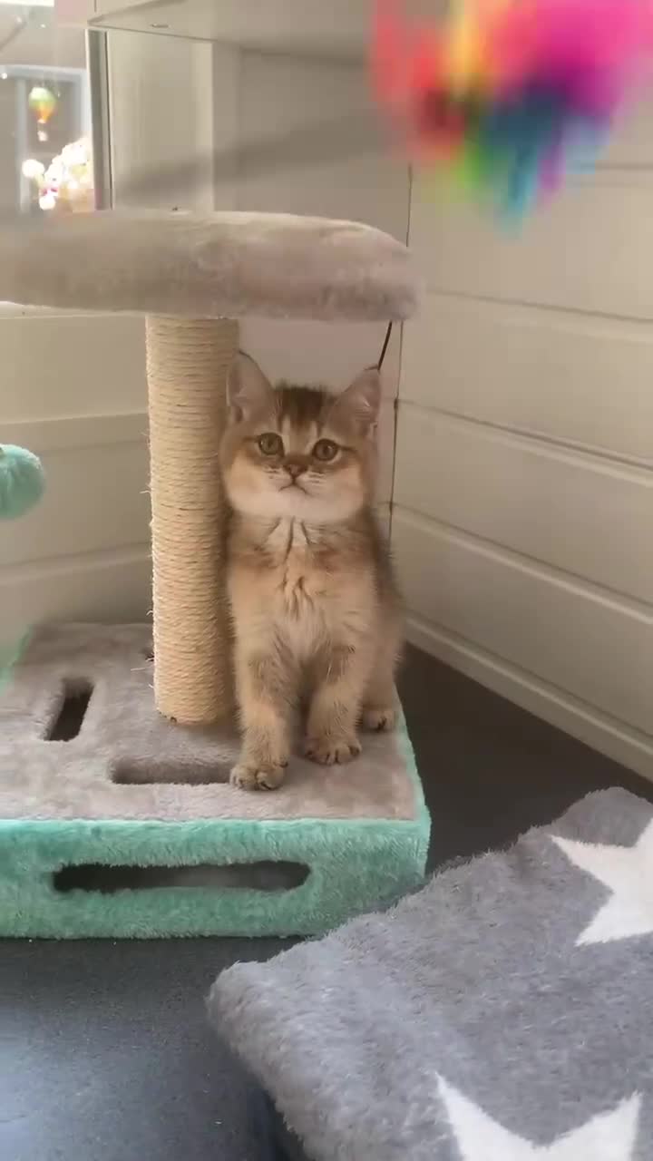 British Shorthair cats for sale: BSH 11 weeks old Rare Shaded colours  - Video 4