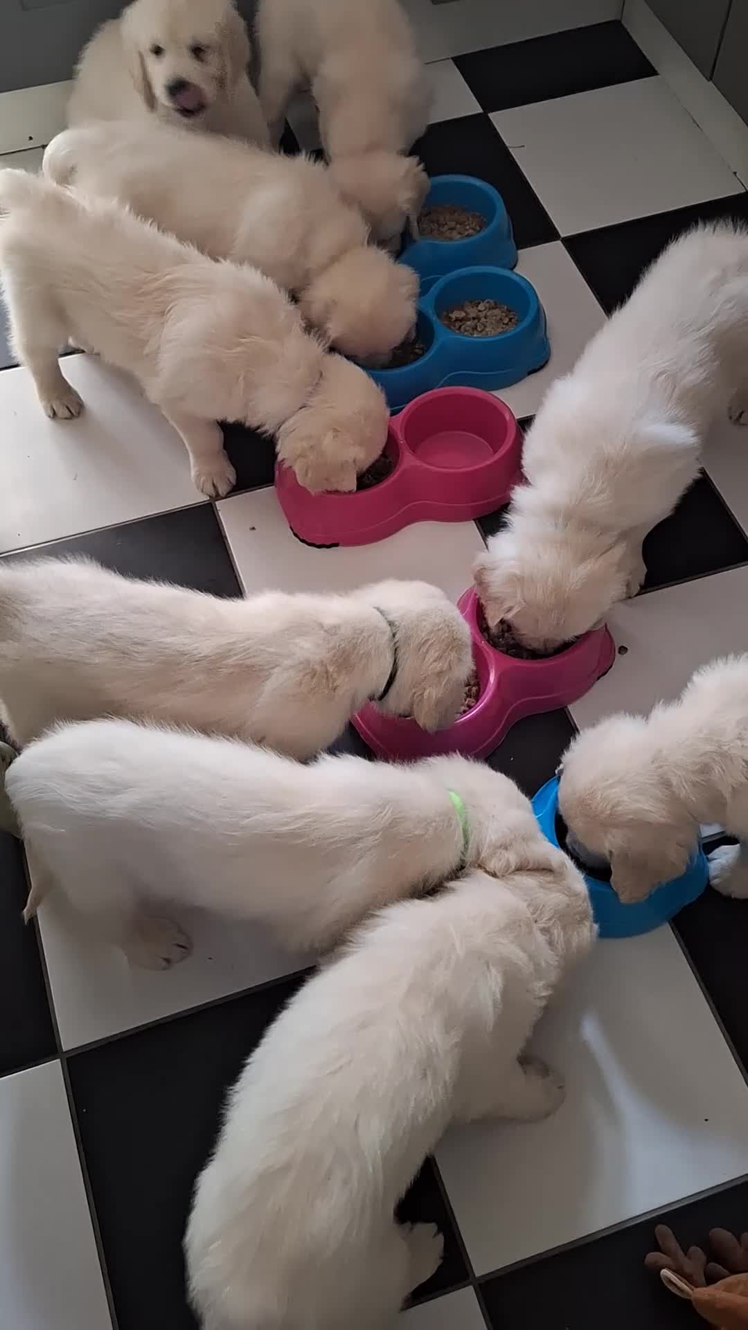 Golden Retriever dogs for sale: Elsa,  female pup in Sudbury - Video 1