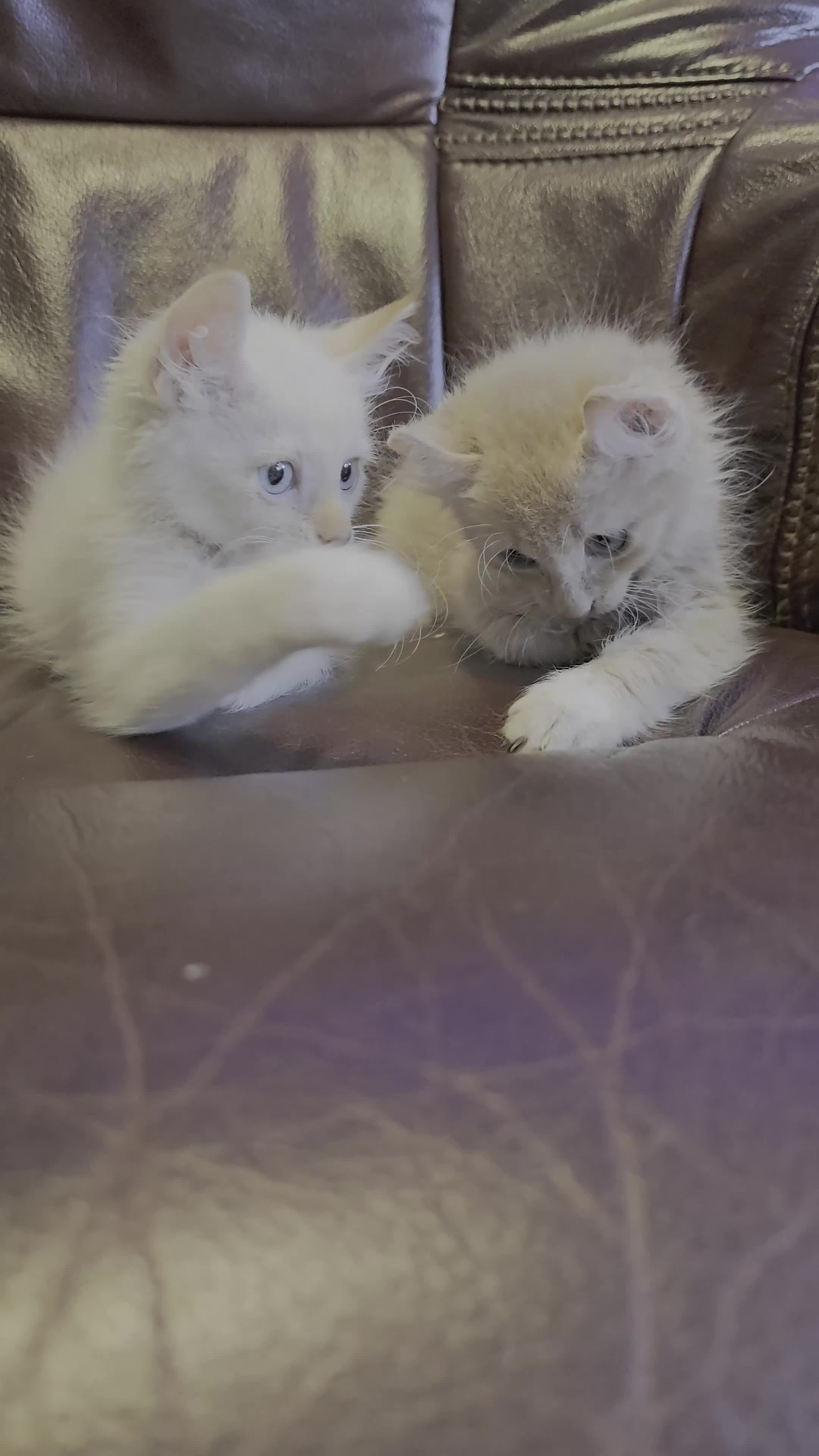 Mixed Breed cats for sale: Two ginger boys and one Flame point - Video 1