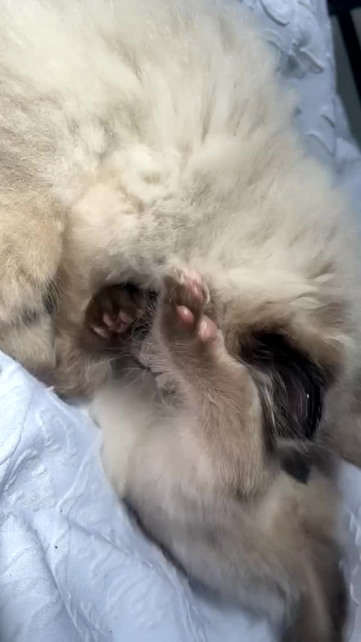 Ragdoll cats for sale: Ragdoll Kittens - Video 3