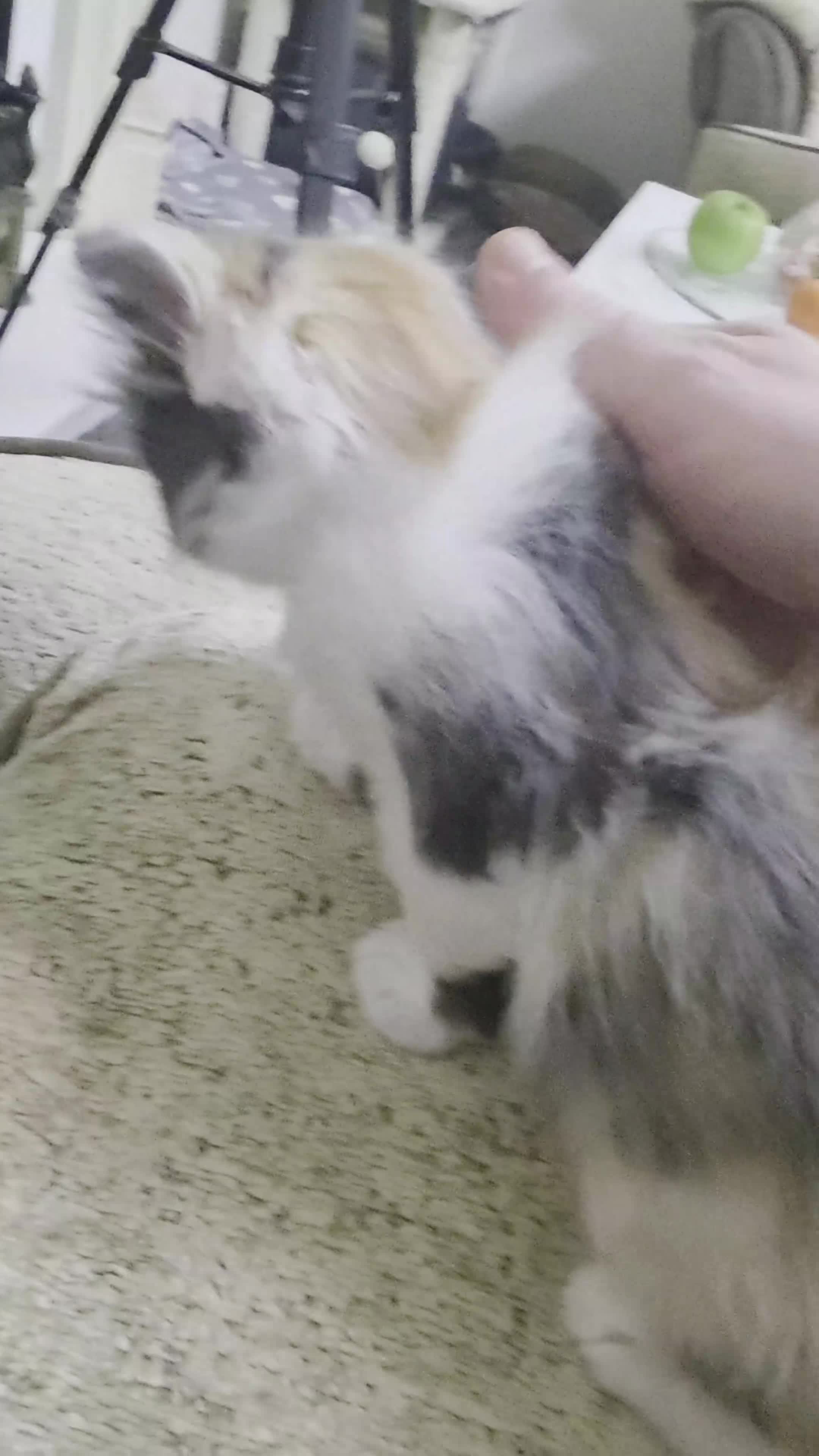 Mixed Breed cats for sale: Ragdoll mix kittens - Video 1