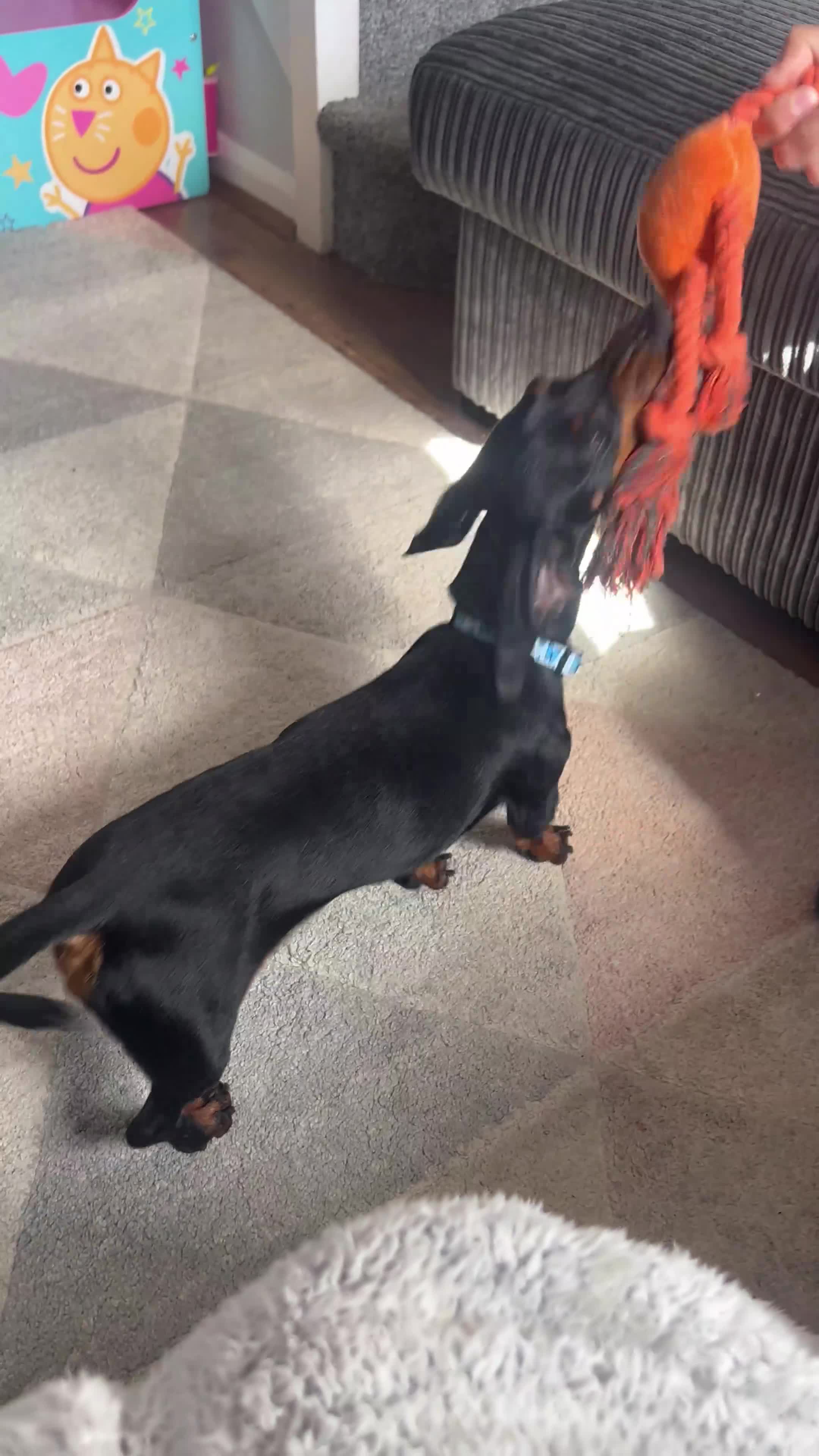 Miniature Dachshund dogs for sale: Black & tan mini dachshund  in Huntingdon - Video 1