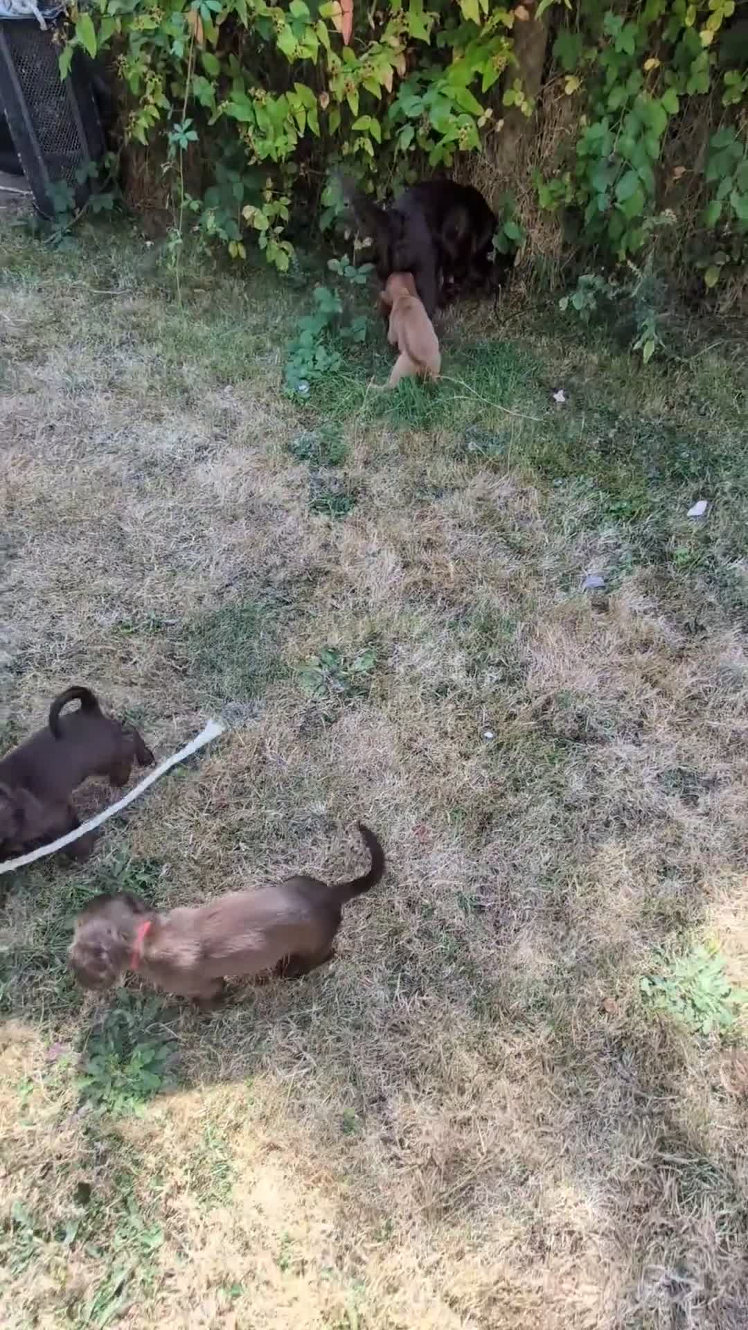Sprocker dogs for sale: Beautiful F1B Sprocker Puppies  in Welshpool - Video 1