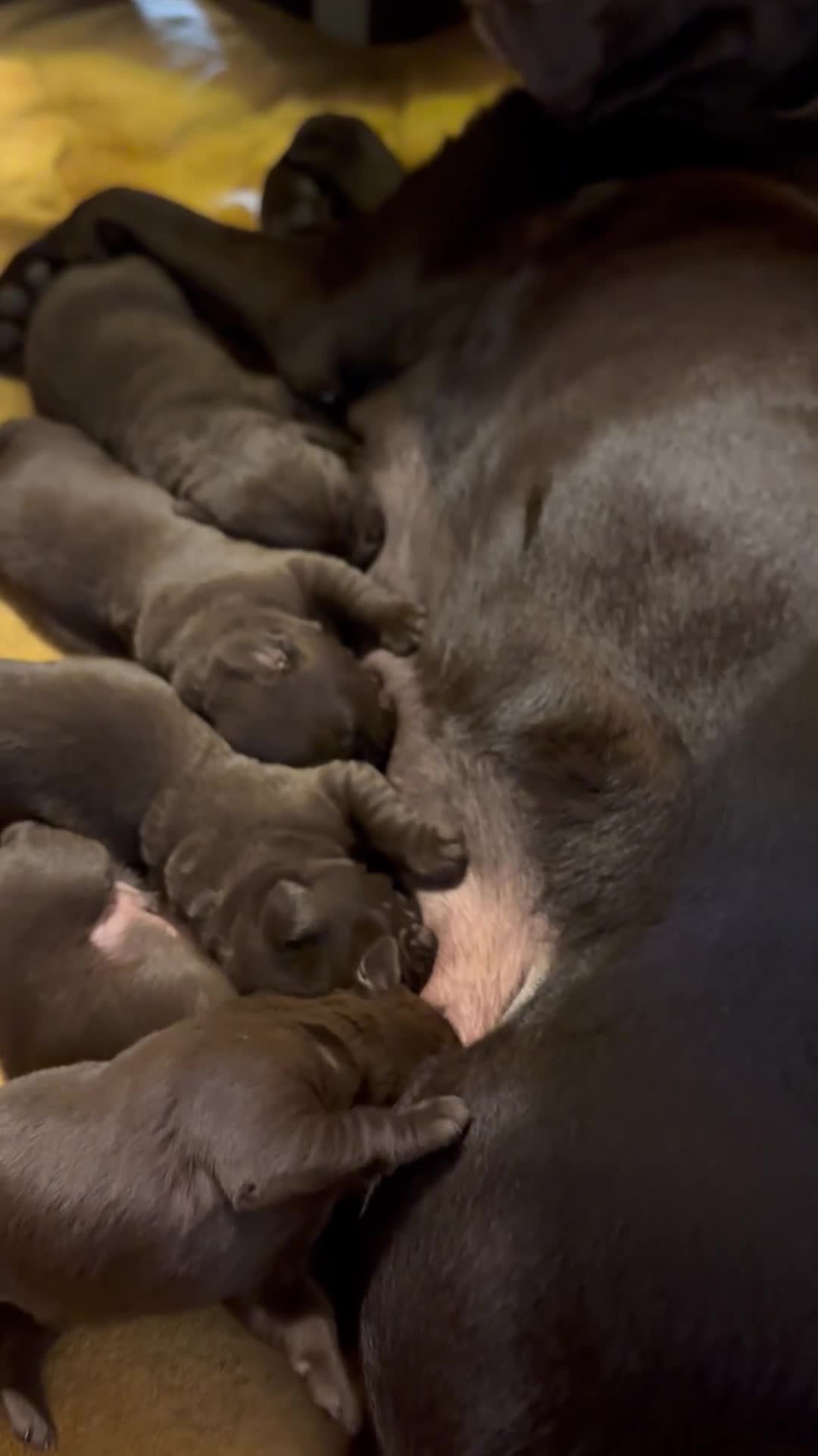 Labrador Retriever dogs for sale: Beautiful Chocolate Labradors in Linlithgow - Video 1