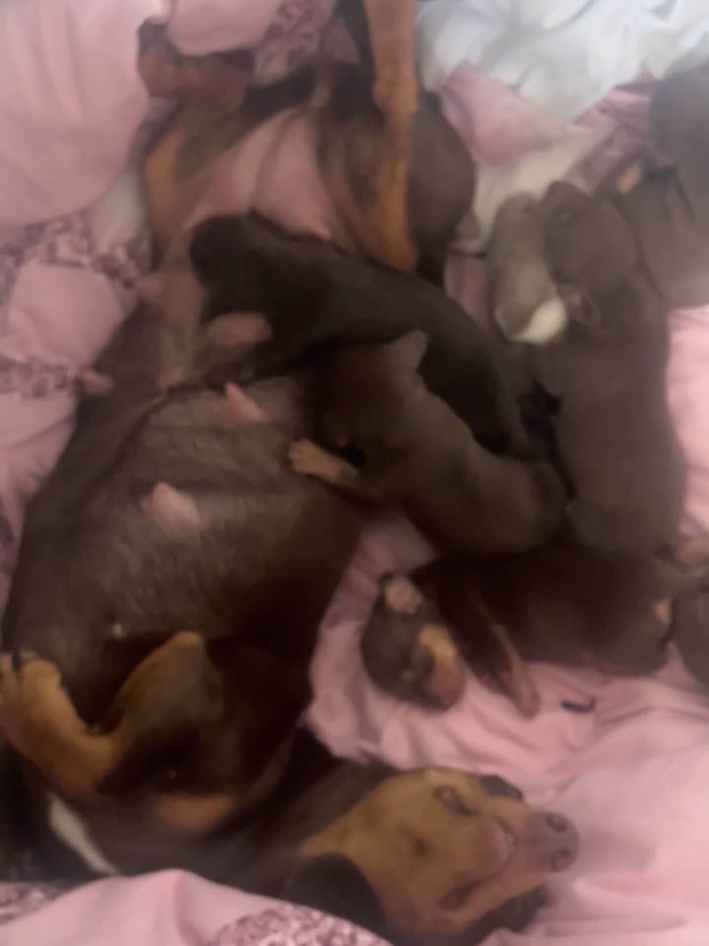Dachshund dogs for sale: 🐾Dachshund puppies for sale 🐾 - Video 1