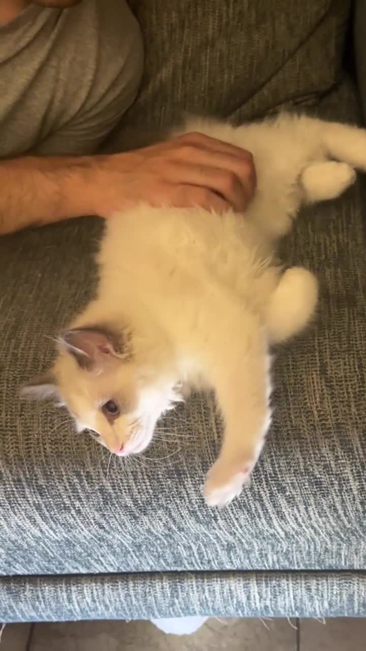 Ragdoll cats for sale: Bicolour ragdoll kittens and mum for sale - Video 1