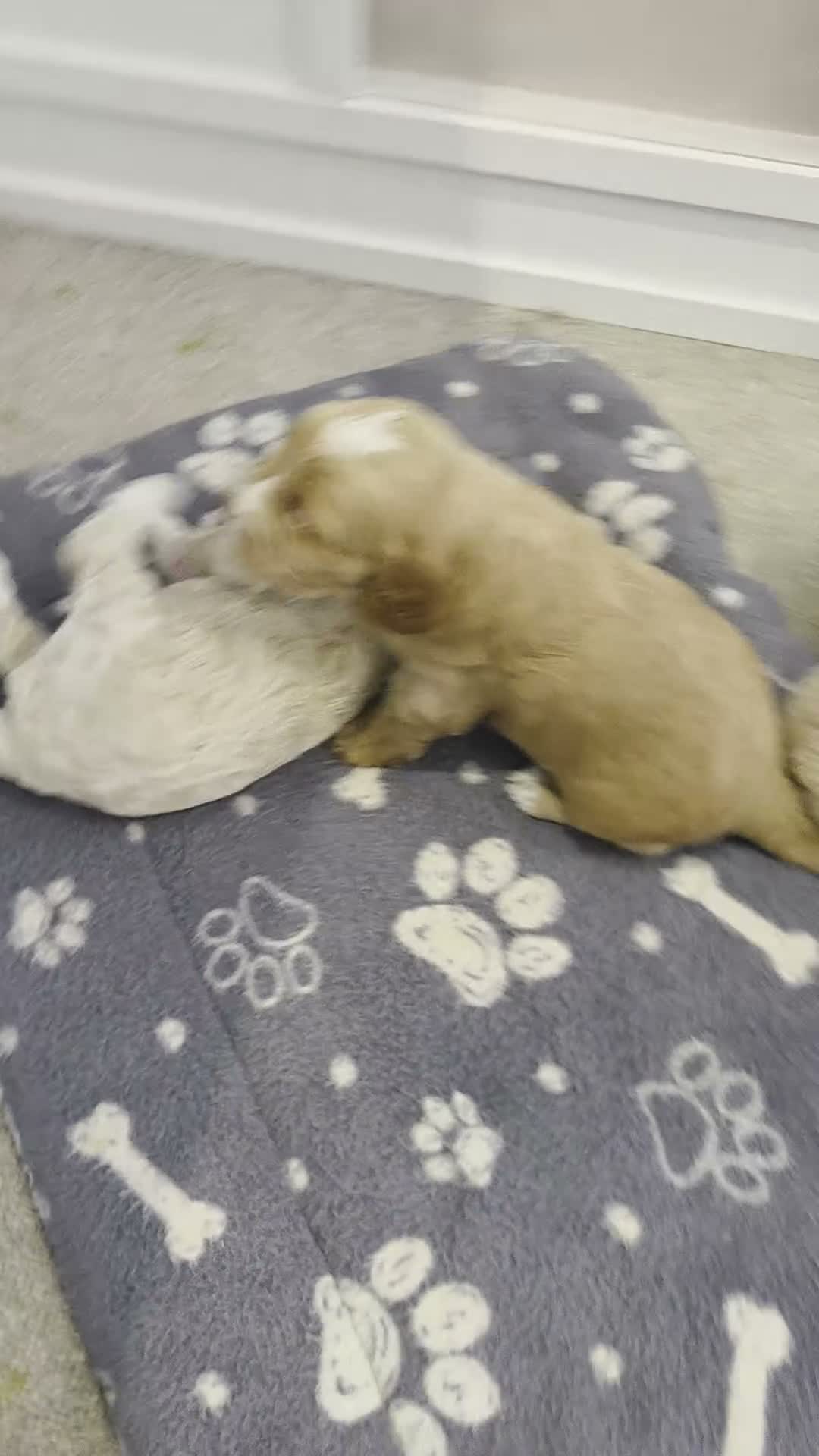 Sproodle dogs for sale: Male sproodle puppy in Rotherham - Video 3