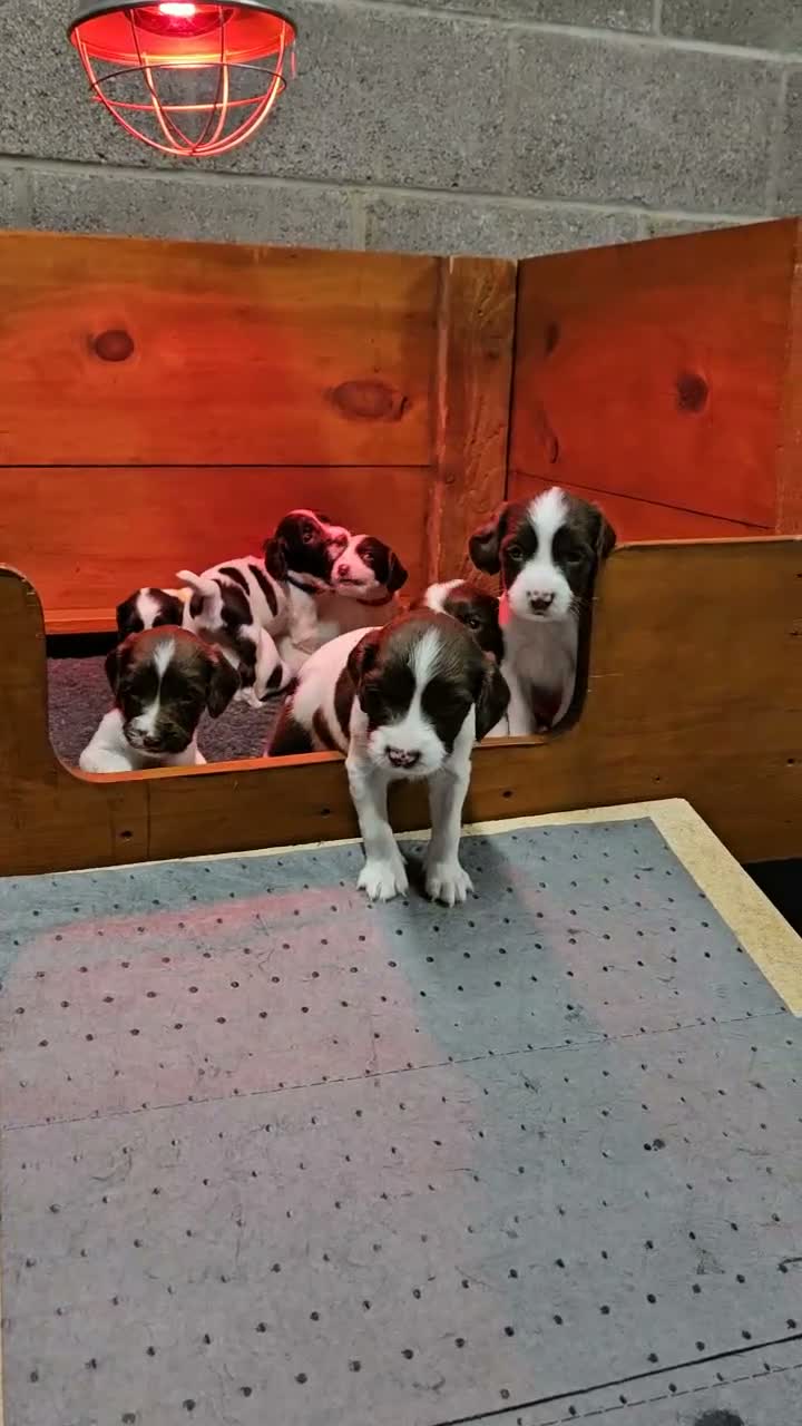 English Springer Spaniel dogs for sale:  KC REGISTERED ENGLISH SPRINGER SPANIEL PUPPIES  - Video 1