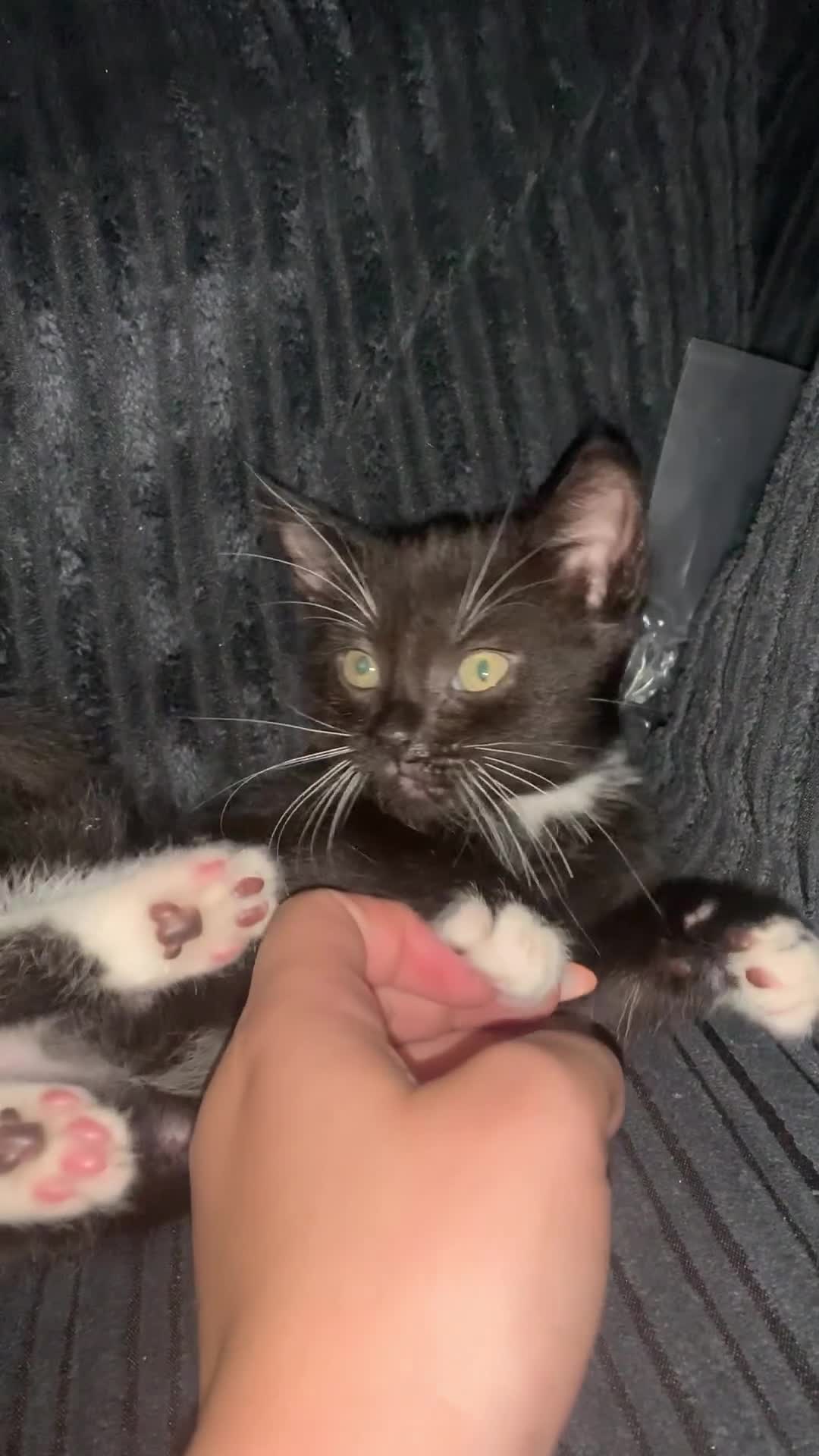 Mixed Breed cats for sale: Male kitten - Video 2