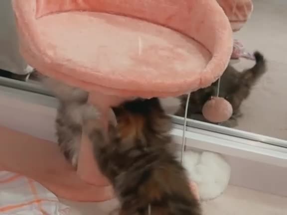 Persian cats for sale: Fluffy Persian Kittens✨ - Video 2