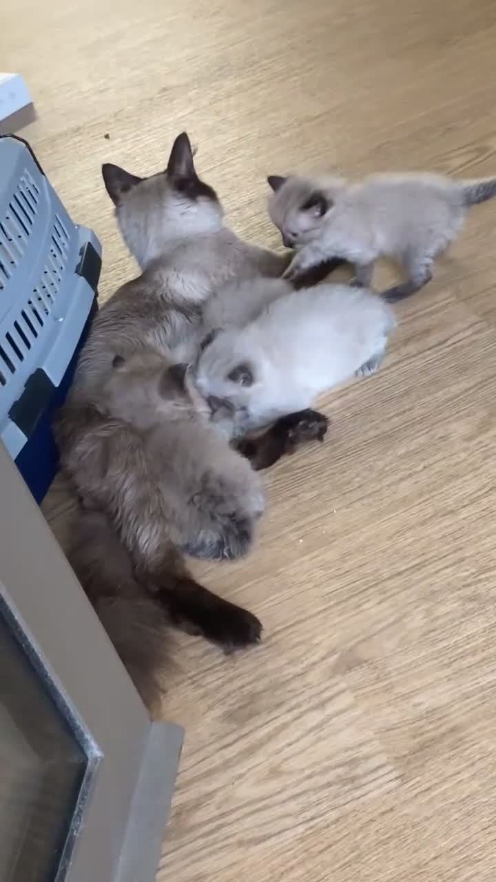 Ragdoll cats for sale: Beautiful Lilac Ragdoll Kittens 🐾🐾 - Video 2