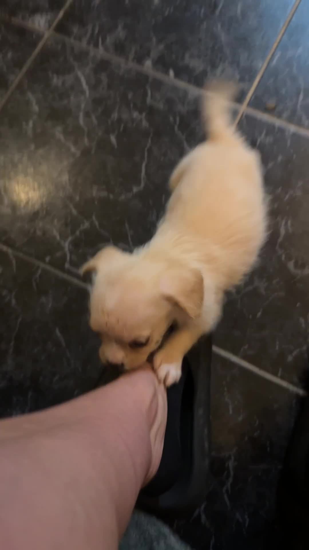 Mixed Breed dogs for sale: 6 fluffy frenchie cross puppies - Video 1