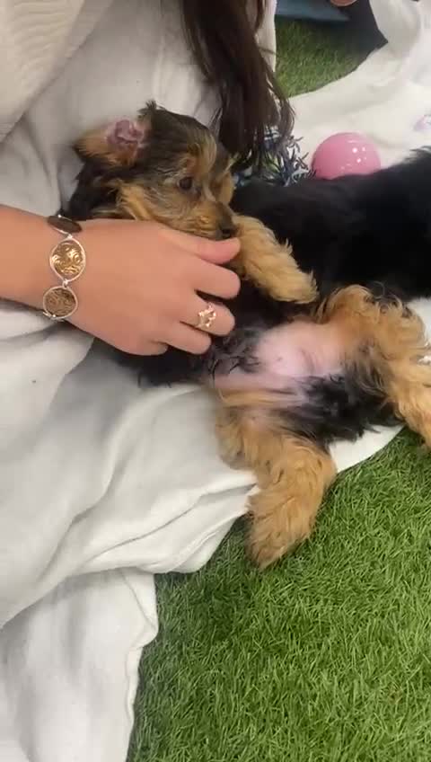 Yorkshire Terrier dogs for sale: 7 male Yorkshire terriers ready to leave.  - Video 3