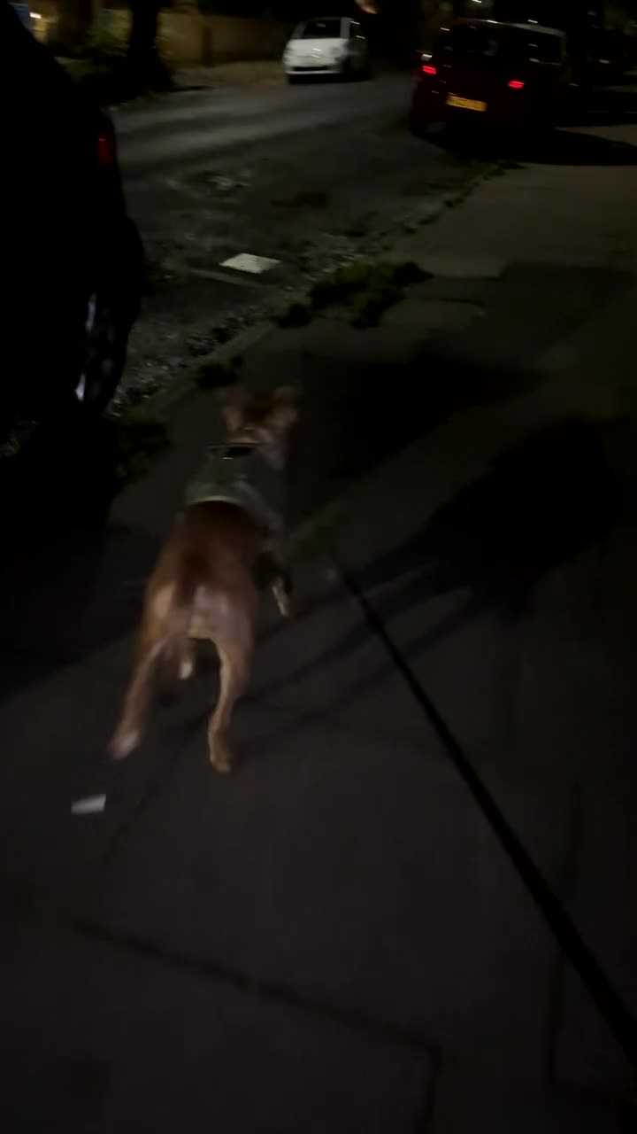 Mixed Breed dogs for sale: Jeff- 9 month old mix breed  - Video 1