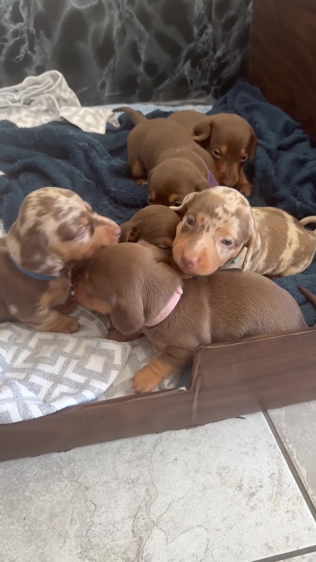 Miniature Dachshund dogs for sale: Gorgeous Litter of Mini Dachshunds in Cowdenbeath - Video 1
