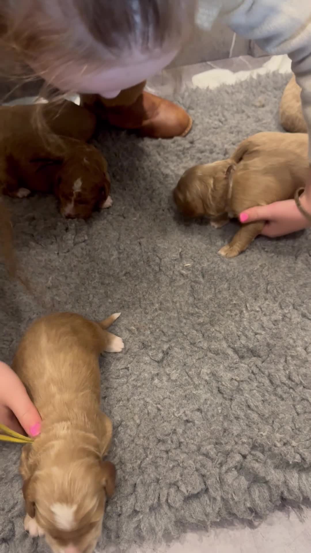 Goldendoodle dogs for sale: Golden doodles F2b - Video 5