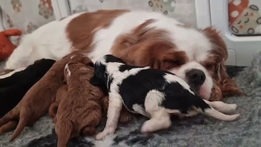 Cavalier King Charles Spaniel dogs for sale: Health Tested- Cavalier King Charles Spaniel - Video 1