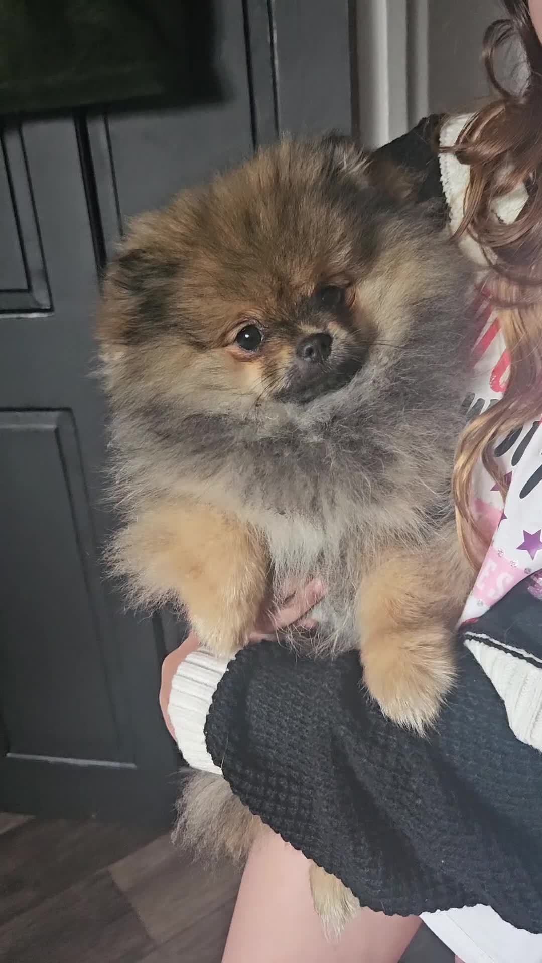 Pomeranian dogs for sale: Teddy bear faced pom  - Video 1