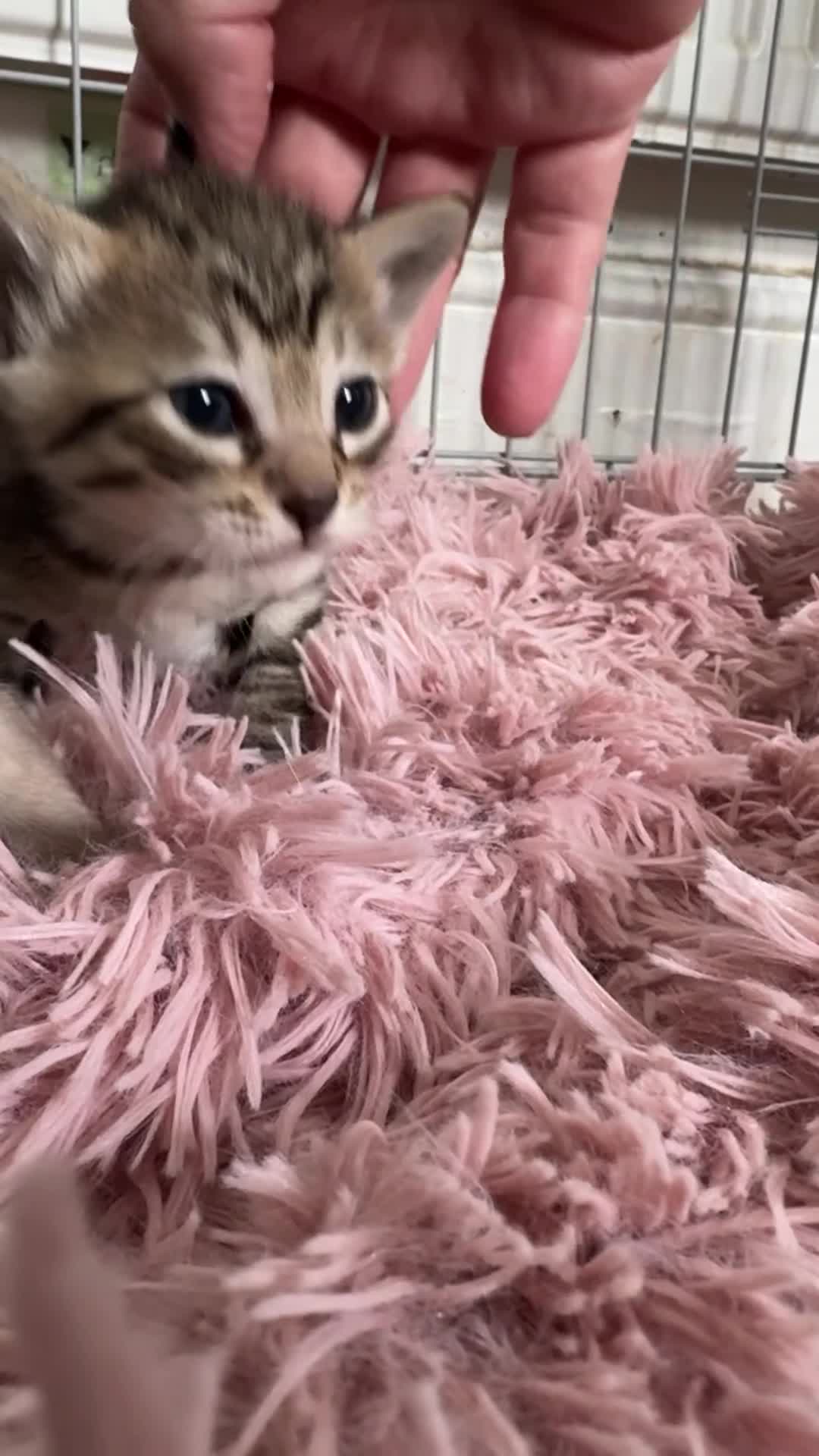 Oriental cats for sale: Gorgeous Oriental Kitten - 1 boy remaining  - Video 3