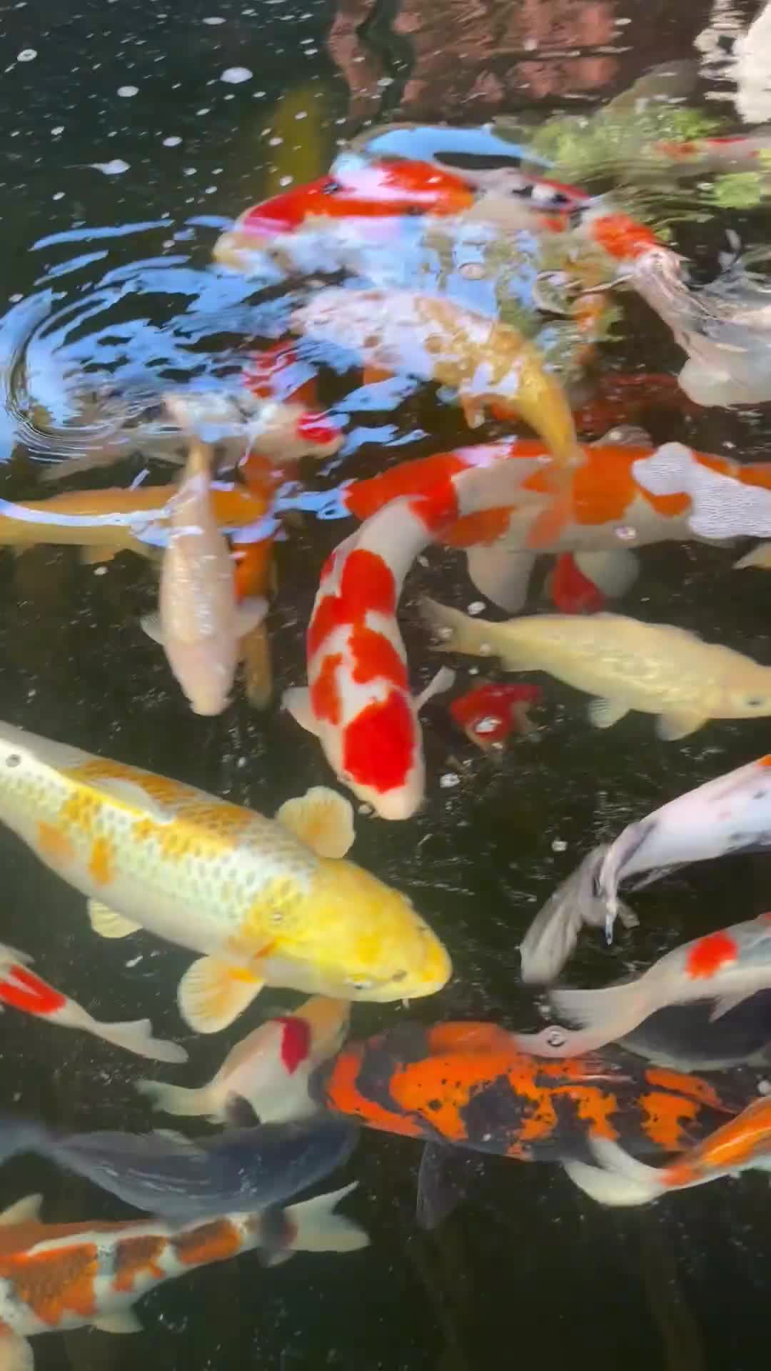 Koi Carp fish for sale: High Quality Japanese Koi - Video 1