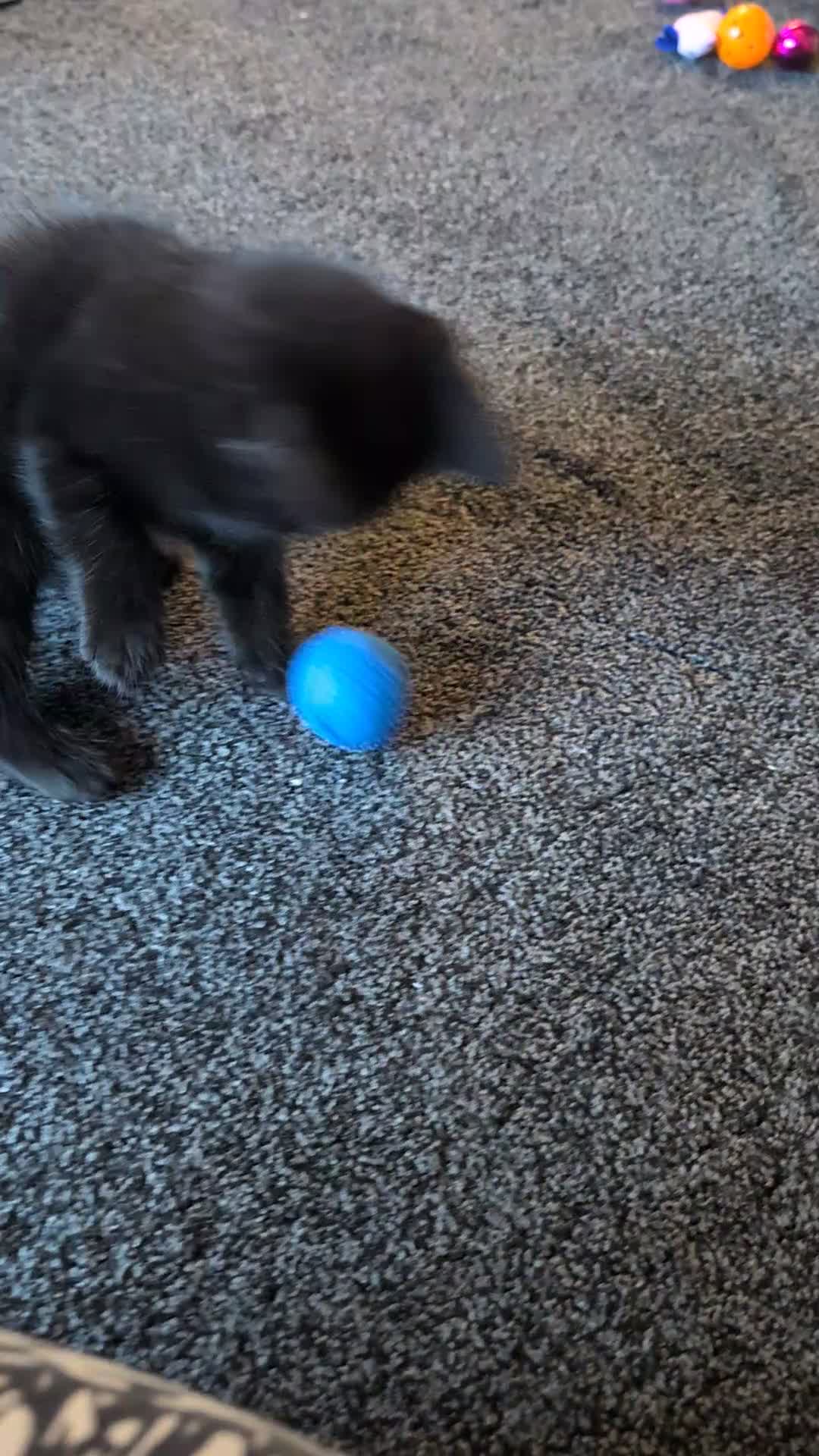 Mixed Breed cats for sale: Beautiful 10 Week Old Kitten. - Video 1