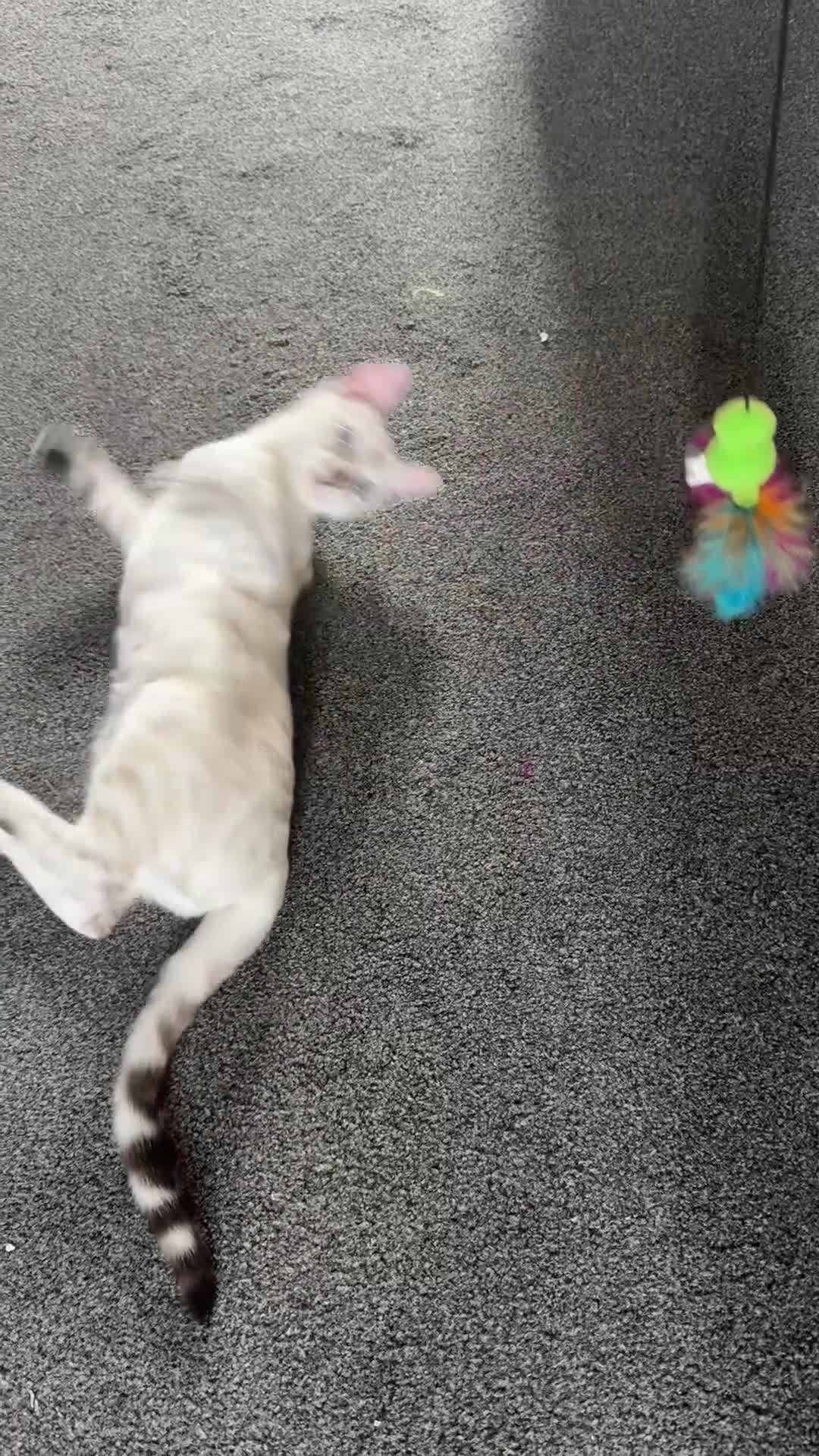 Bengal cats for sale: Snow lynx bengal female kitten  - Video 1