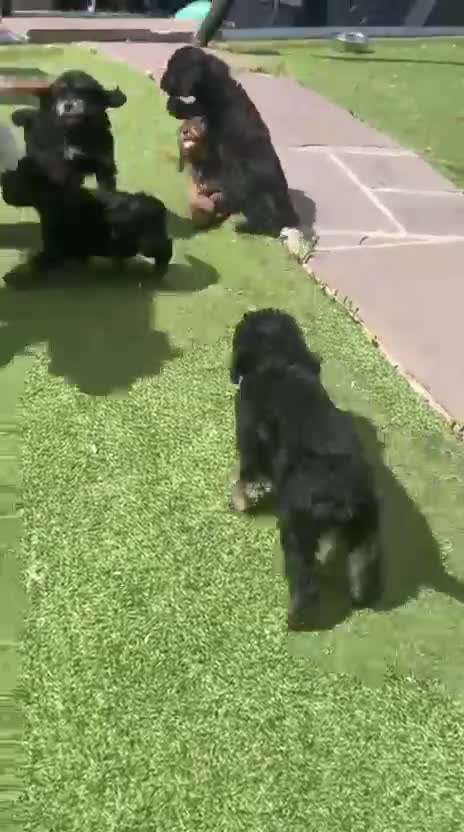 Cockapoo dogs for sale: F1 Cockapoo Puppies. - Video 1
