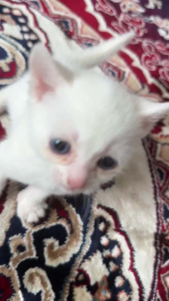 Turkish Angora cats for sale: Cats for sale in Derby - Video 2