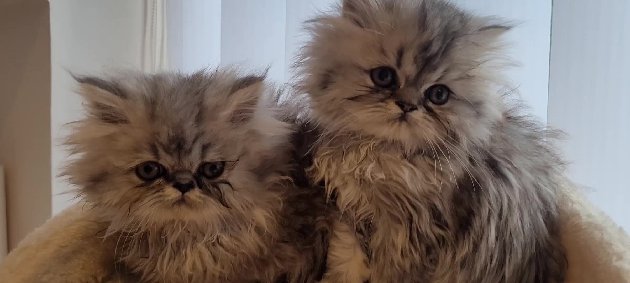 Persian cats for sale: Persian beautiful Kitten for sale Girl/Female - Video 1