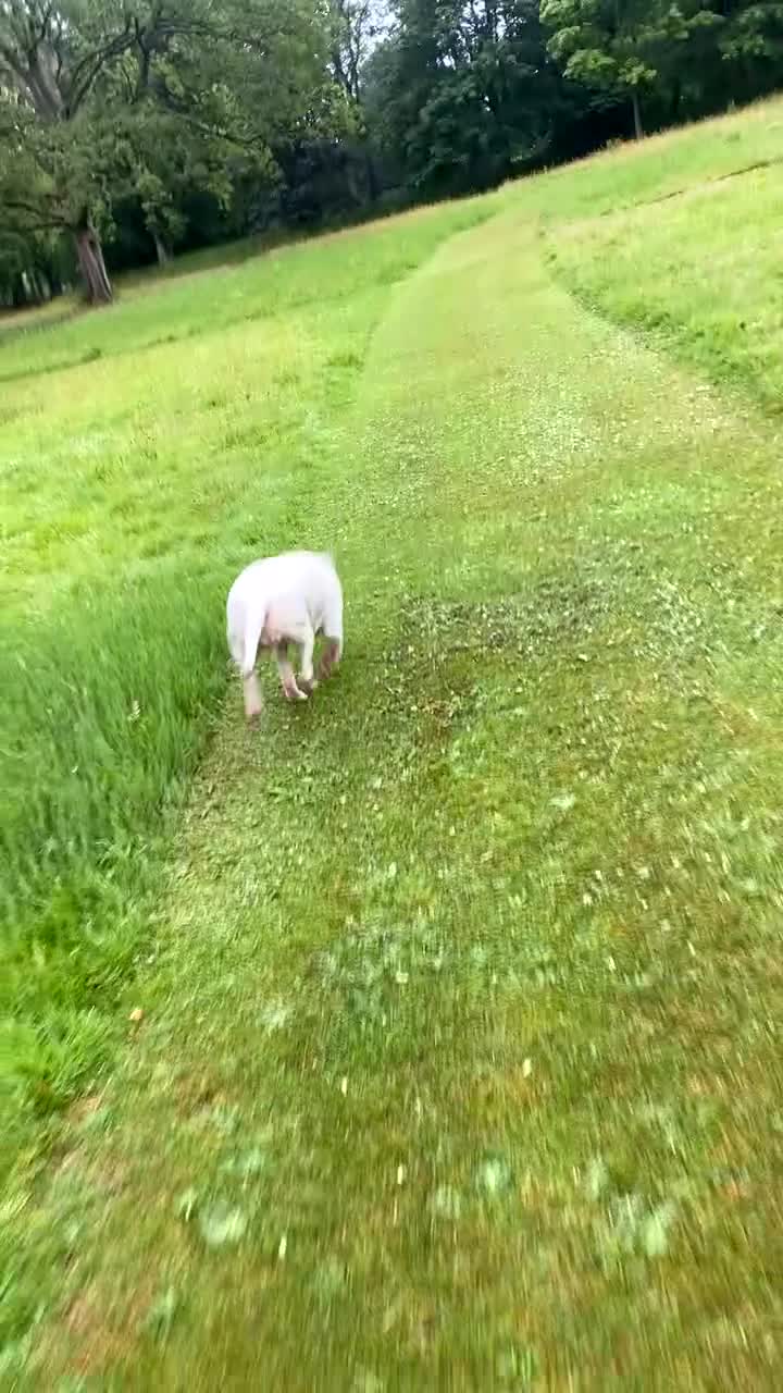 American Bull Staffy dogs for adoption: Daisy  - Video 1