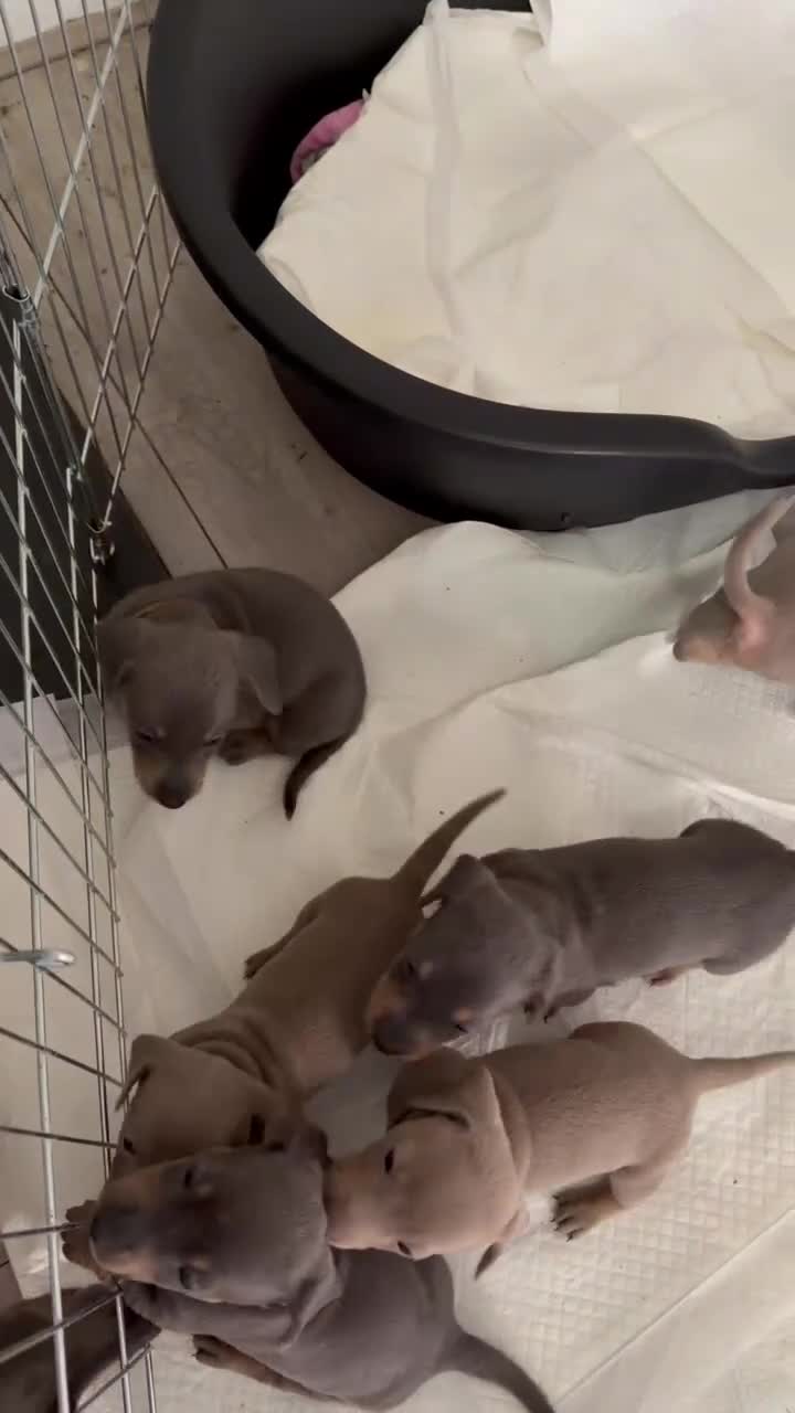 Miniature Dachshund dogs for sale: Miniature dashcund puppies  in Swansea - Video 1