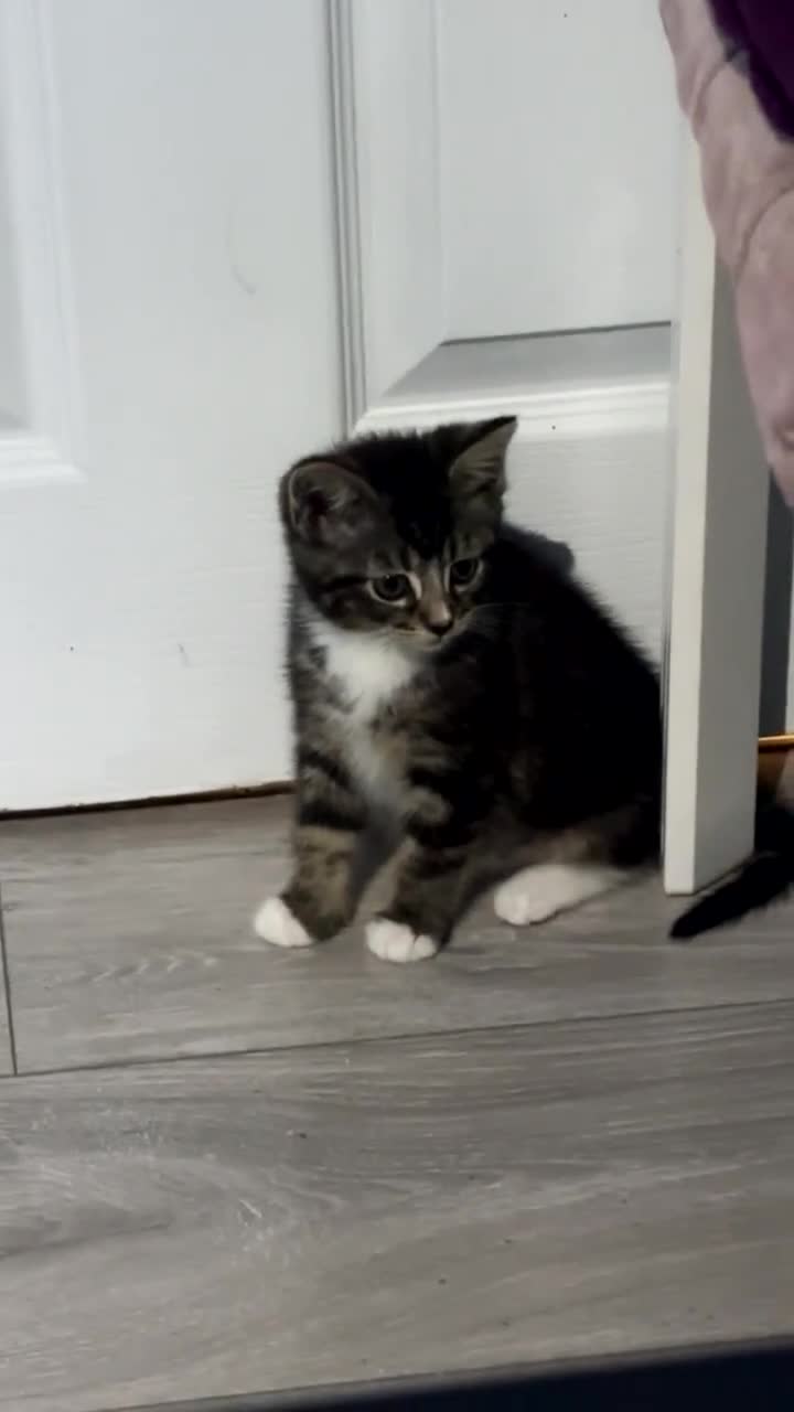 American Shorthair cats for sale: tabby kitten for sale - Video 1