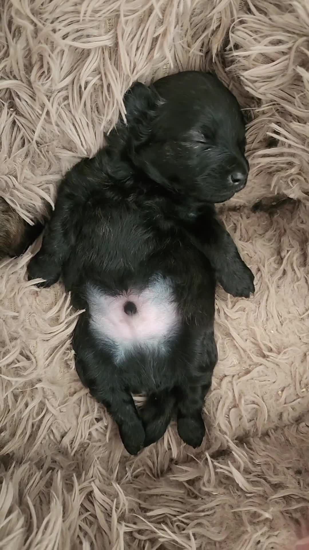 Pomapoo dogs for sale: Beautiful Miniature Pomapoo Puppies Avl to Reserve - Video 1