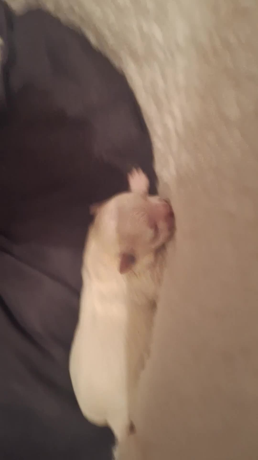 Mixed Breed dogs for sale: Maltese x Chihuahua puppies for sale in Blackpool - Video 1