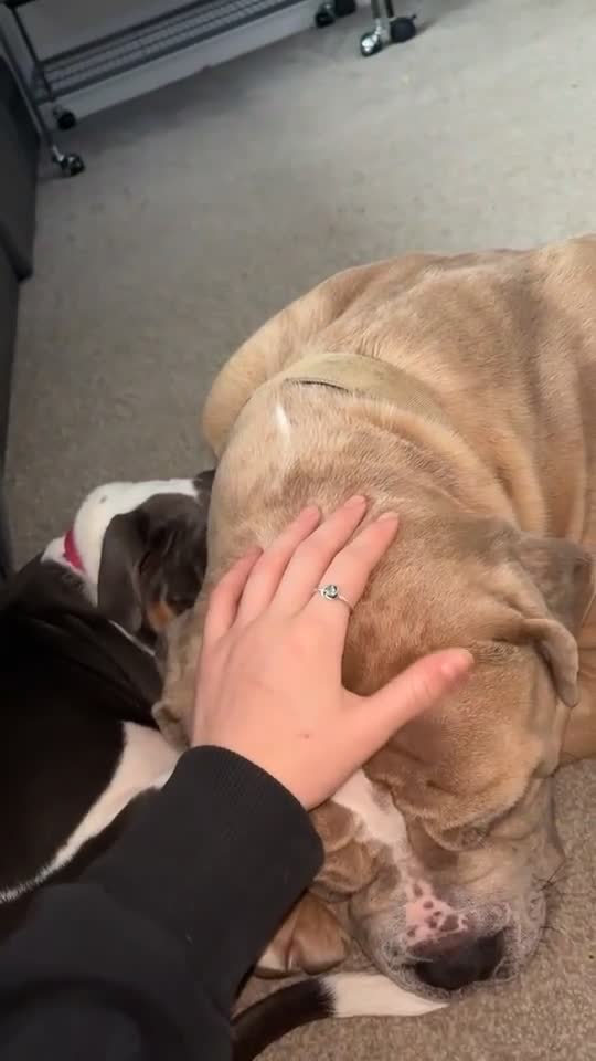 Mixed Breed dogs for sale: Koda for rehome  - Video 3