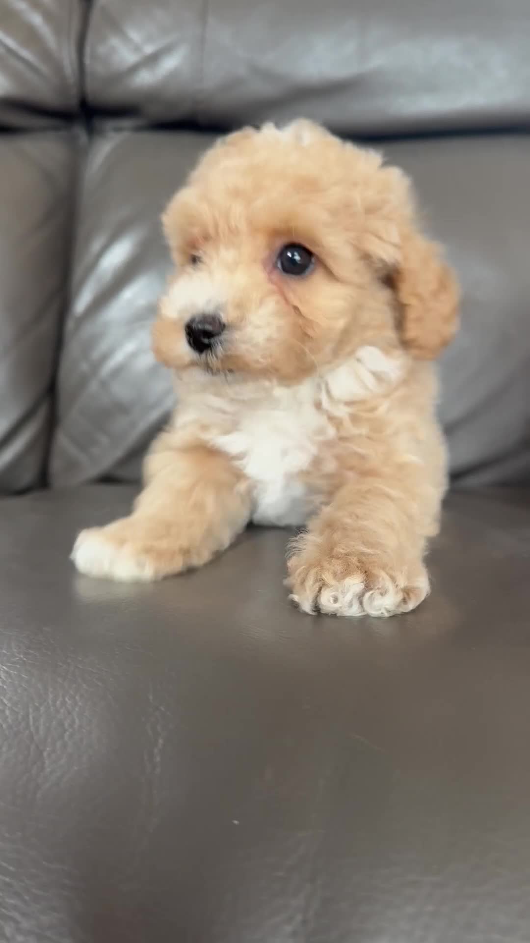 Maltipoo dogs for sale: Teddy Maltipoo Puppies ready now  - Video 1