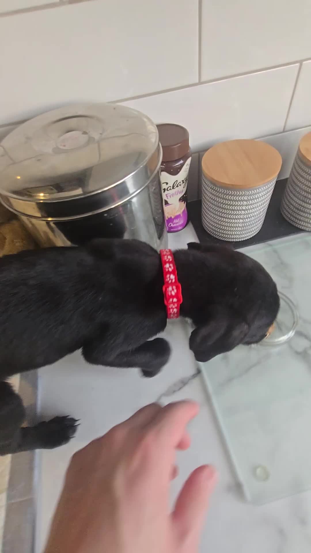 Mixed Breed dogs for sale: Doberman x Weimaraner Cross - Video 1