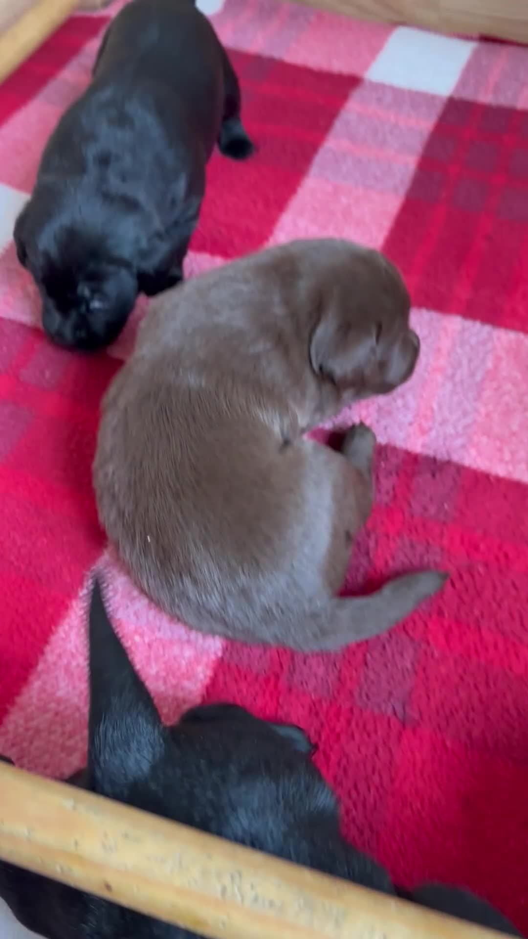 Labrador Retriever dogs for sale: Stunning KC Labradors. Crufts winning Stud dog - Video 4
